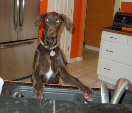 Gear doing the dishes