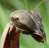 Ahh... the praying mantis