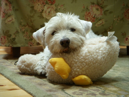 Jasper and his duck