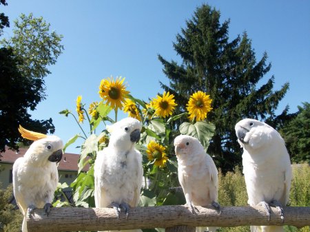 My Cockatoos