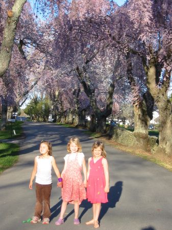 Loren with two friends with cherry trees in bloom