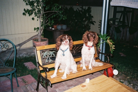 Our dogs, Rose and Peso