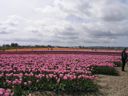 Tulip Fields of Washington