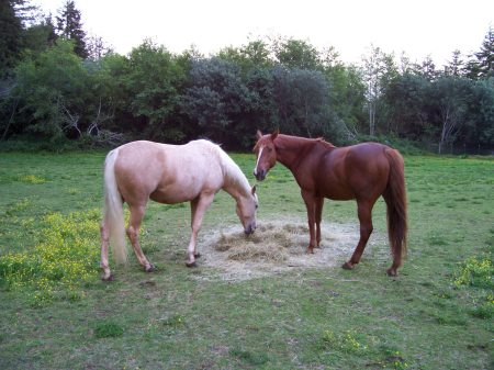 two of my horses