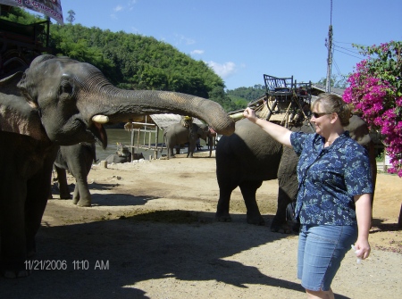 Elephants In Thailand