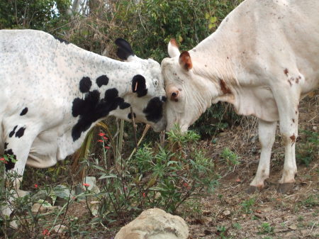 Island Cows