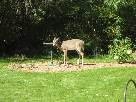 A backyard like this comes with your own pet deer!