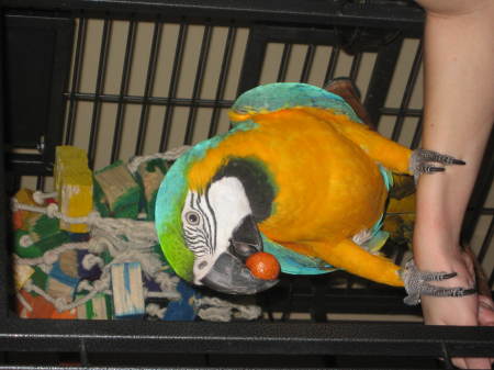 Tori-Our Blue & Gold Macaw