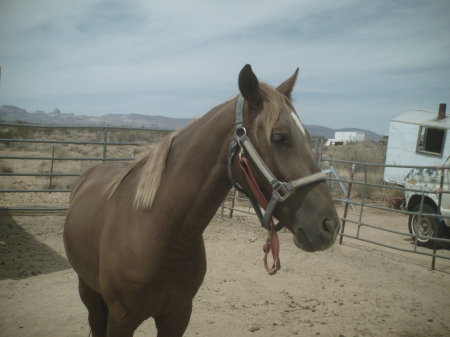 this is my ONE OF MY HORSES