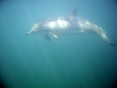 Dolphin from Monterey