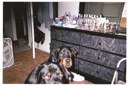Dogs in bedroom