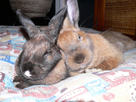 Belle and Baby Porkchop