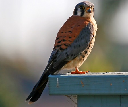 a pigeon hawk