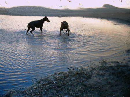 dogs at lake