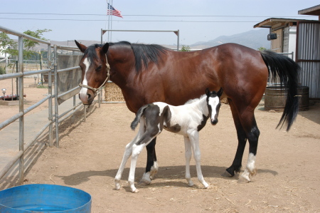 Breeze and Belle by Sonny's Amigo Bar