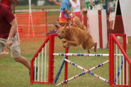 My agility dog Murphy