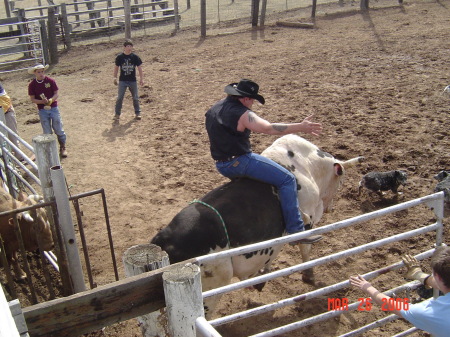 bullride