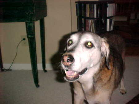 Baybee Girl Joe Miller, 1989-2005, my best friend