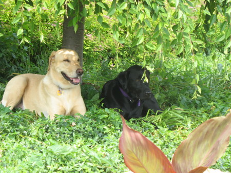 Ruger & Paris resting in the shade