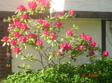 Summer flowering bush