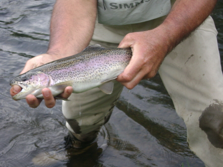 Fly Fishing in the Cochetopa River