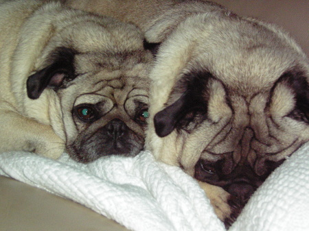 Pugs