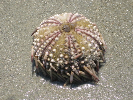 sea urchin 6-8-08