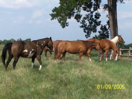 Horses on  a hilltop