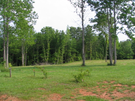 My Backyard in Virginia