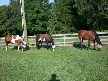 My 3 horses