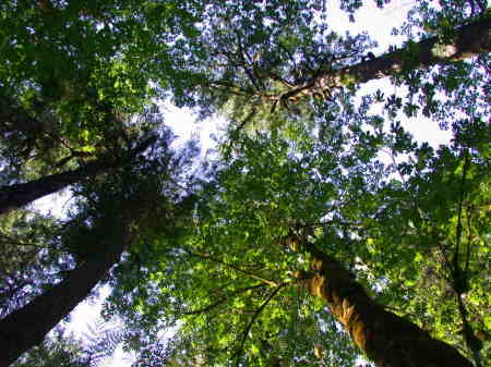 tree canopy, western Oregon
