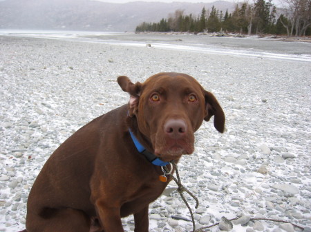 Kobuk, the best brown dog in the world.