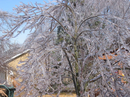 Ice on tree in my front yard