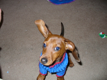 MY WITTLE WEINER PUPPY "PEANUT"