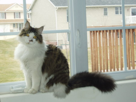 Our Maine Coon-Comet