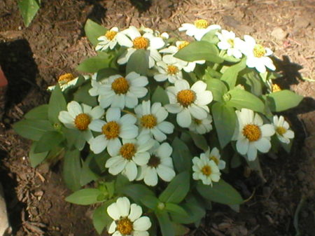 Anthemis....E.C. Buxton