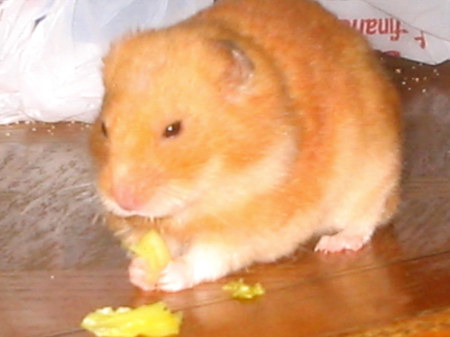 Gigger the hamster