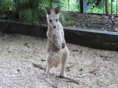 Mikey - Eastern Grey Kangaroo