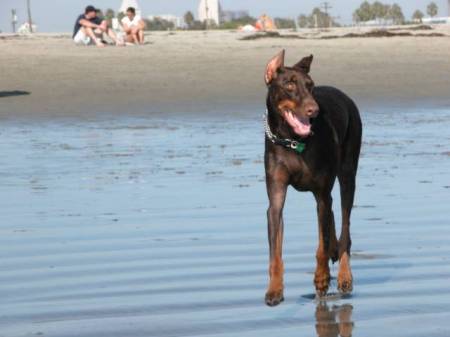 Ruby at Dog Beach San Diego 2003