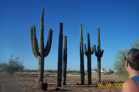 THESE CACTUS WERE HUGE