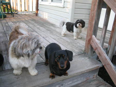 Bruiser,Duchess and Gizmo(Rest In Peace Gizzy)
