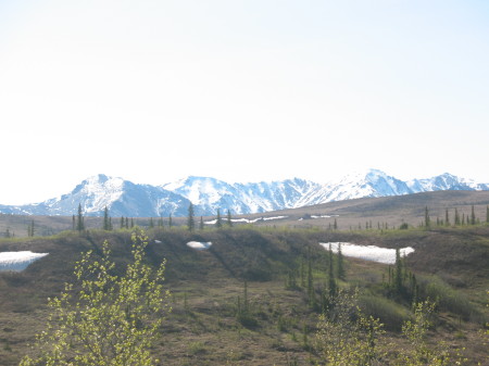 scenery off trail in Healy AK