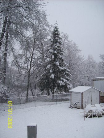 My back yard in the winter