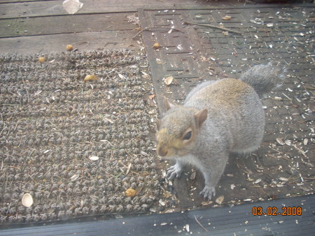 Squirrel friend we named Stumpy