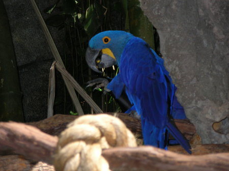 Blue Parrot at Disneyworld
