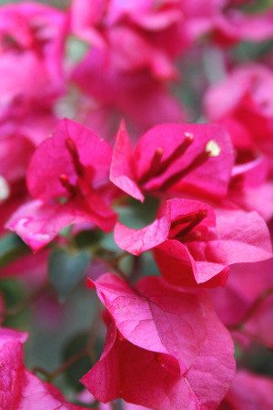 the flowers in the Smith's Garden-Tampa FL