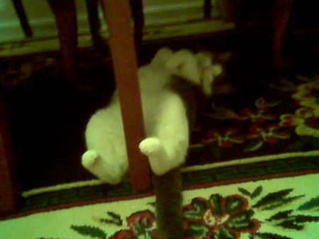 My Cat the pole dancer lol