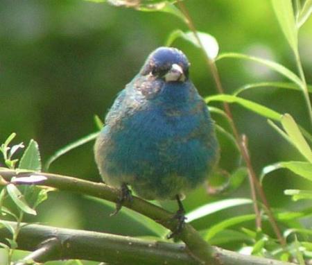 Indigo bunting