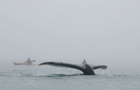 Watching whales by kayak