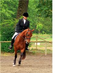 dressage